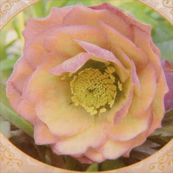 クリスマスローズ苗 開花見込大株 ダブル アプリコット 杉山交配 12cm