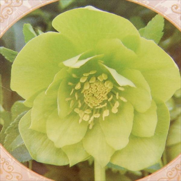 flower-net_z220802403