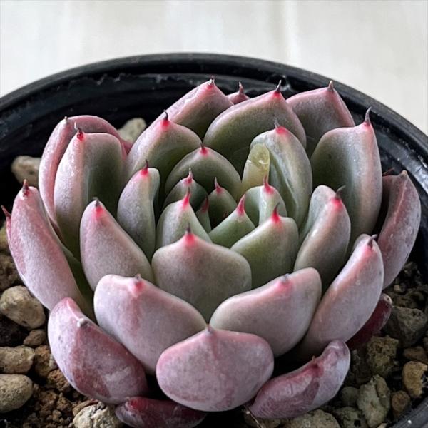 日本花キ流通 多肉植物 hxエケベリア レッドエボニー×ザラゴーサ 多肉