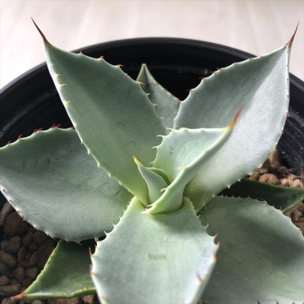 日本花キ流通 多肉植物 caアガベ パリー トルンカータ Agave parryi v