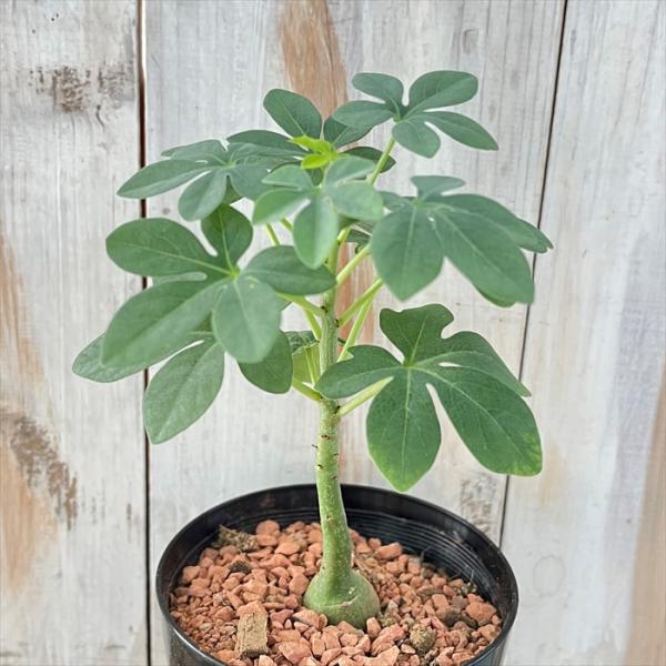 アデニアグラウカ　現品鉢ごと発送 アデニアグラウカ 現品鉢ごと発送 アデニアグラウカ 現品鉢ごと