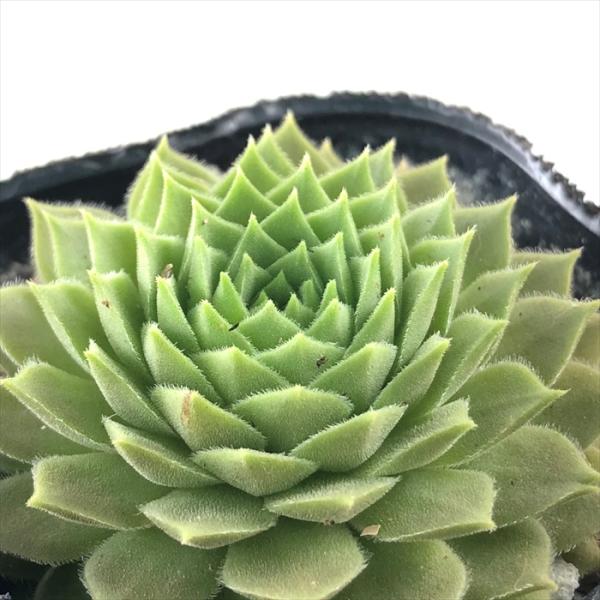 日本花キ流通 多肉植物 sfセンペルビウム レオカディアズネフュー 7.5