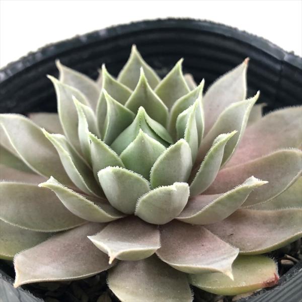 日本花キ流通 多肉植物 sfセンペルビウム ゼノビア 7.5cmポット