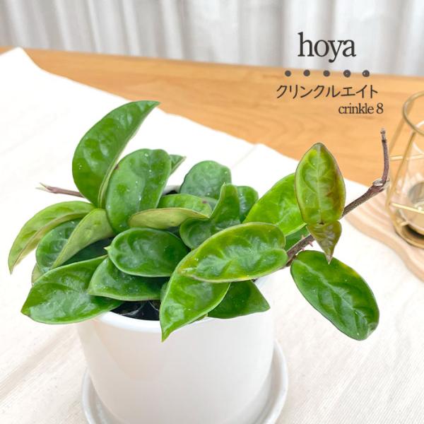 斑入り　ホヤ　カルノーサ　苗　観葉植物 de61c7be49bbd0b9116184c43cf2a0