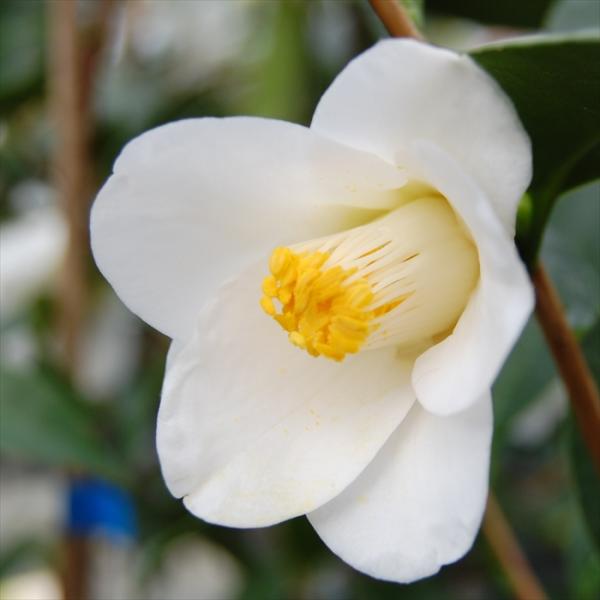 flower-net_z220905115