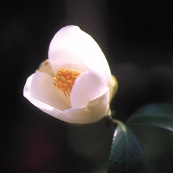 ツバキ科ツバキ属の常緑高木。日本を代表する花木です。光沢のある濃い緑の葉が特徴。花色、花形、葉の形など、いろいろな品種が栽培されています。開花時期は11月〜12月、2月〜4月。（品種により異なります）2年生挿し木苗となります。【置き場所・日...