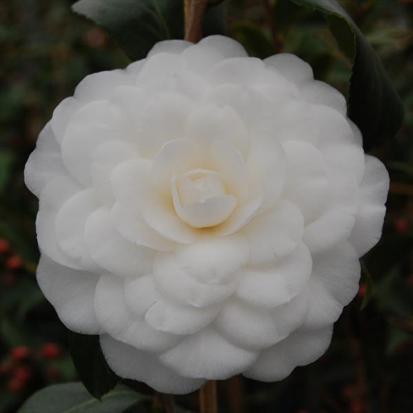 ツバキ科ツバキ属の常緑高木。日本を代表する花木です。光沢のある濃い緑の葉が特徴。花色、花形、葉の形など、いろいろな品種が栽培されています。開花時期は11月〜12月、2月〜4月。（品種により異なります）2年生挿し木苗となります。【置き場所・日...