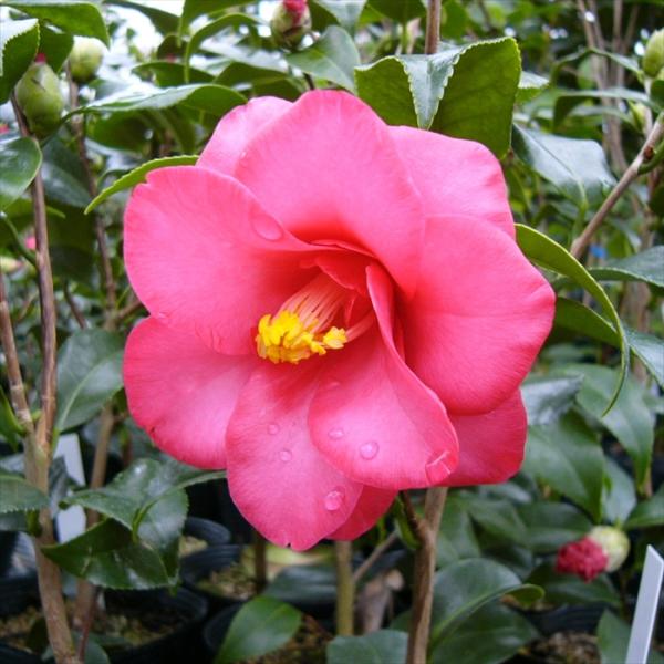 flower-net_z220908071
