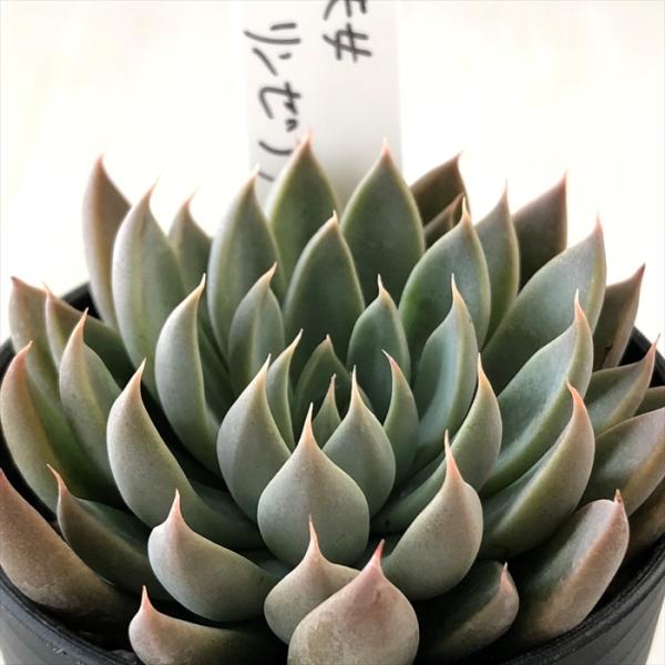 多肉植物 O'sグラプトベリア 銀天女×リンゼアナ O's PLANTS オーズ