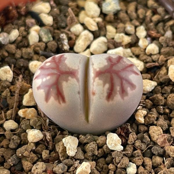 多肉植物　リトープス　訳あり　1ポット 日本花キ流通 多肉植物 asリトープス ゾロ 多肉植物 メセン 6cmポット