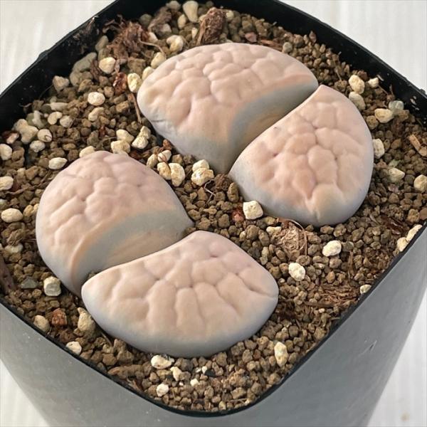 専用❤️速達付き同梱-850円多肉植物　リトープス 白曲 c244無紋 　鉢のまま 専用❤️速達付き同梱-850円多肉植物 リトープス 白曲 c244無紋 鉢の