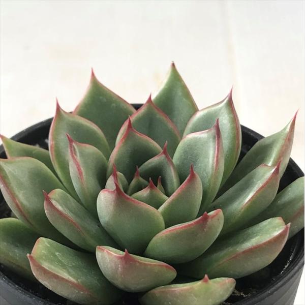 多肉植物 hmエケベリア クリスマスイブ 多肉植物 エケベリア 6cmポット