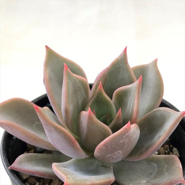 日本花キ流通 多肉植物 hxエケベリア リラシナ×ロメオ 多肉植物