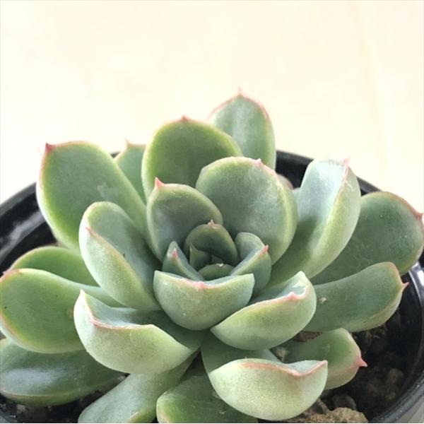 日本花キ流通 多肉植物 hxエケベリア 花うらら×エレガンス 多肉植物