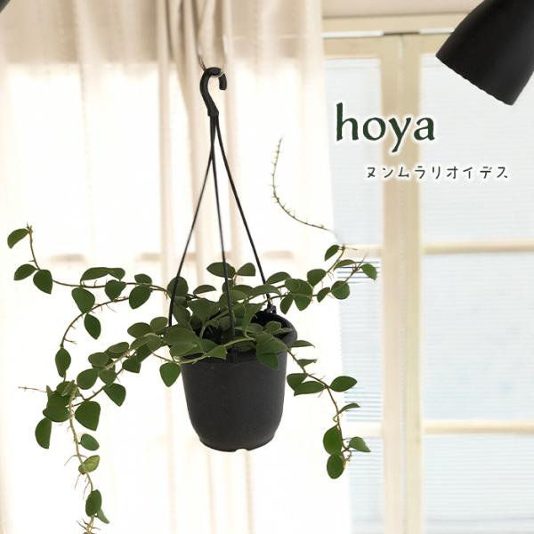 HOYA ヌンムラリオイデス 250808 17 日本花キ流通 観葉植物 ホヤ ヌンムラリオイデス 4号 吊り鉢