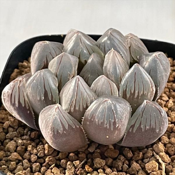 観葉植物 オブツーサ ハオルチアの人気商品・通販・価格比較 - 価格.com 観葉植物 オブツーサ ハオルチアの人気商品・通販・価格比較 - 価格.com