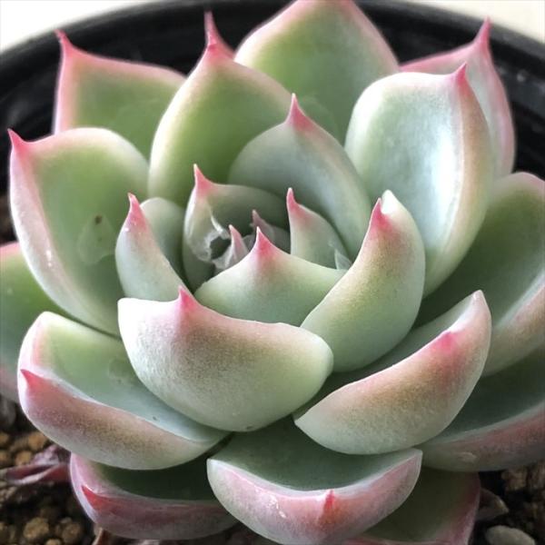 日本花キ流通 多肉植物 hmエケベリア ピンククリスタル 多肉植物