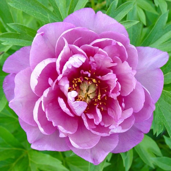 野兎　芍薬苗 日本花キ流通 予約販売 ハイブリッド芍薬 苗 開花見込み苗