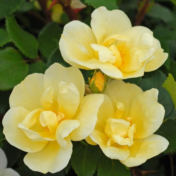 予約販売 バラ 苗 新苗 メイアン サニー ノック アウト 登録品種 薔薇