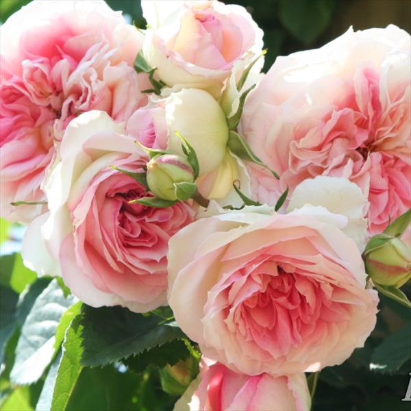 予約販売 バラ 苗 新苗 メイアン アミ ロマンティカ 登録品種 薔薇