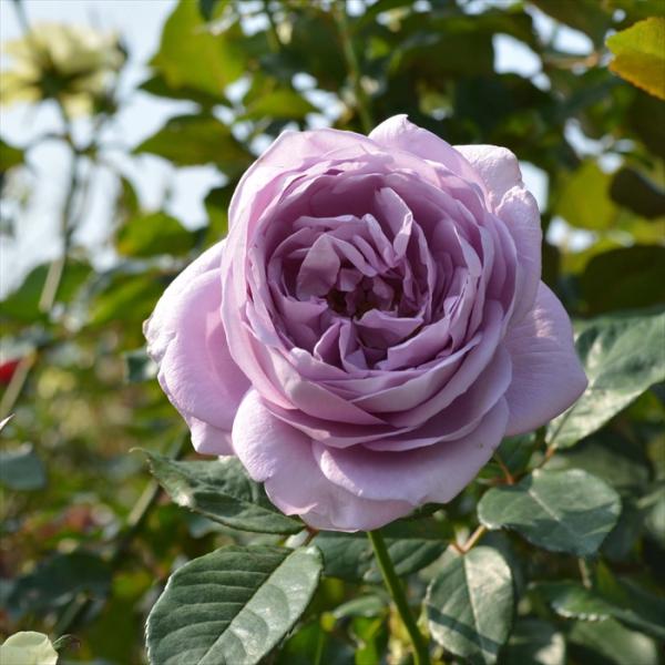 予約販売 バラ 苗 新苗 京成バラ園芸 しのぶれど 登録品種 薔薇 ばら