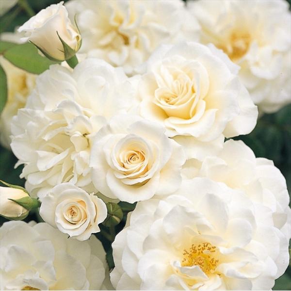 えみです♪ファビュラス♪(’-’*)♪赤ちゃん薔薇苗です♪ flower-net_z221124112