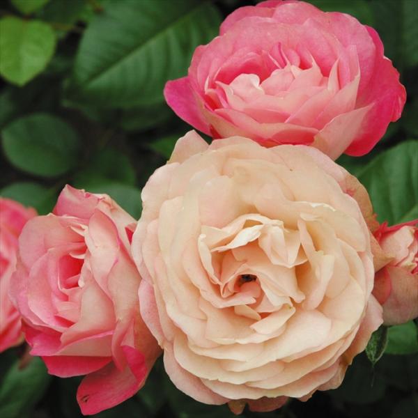 予約販売 バラ 苗 新苗 メイアン アクロポリス ロマンティカ 薔薇 ばら