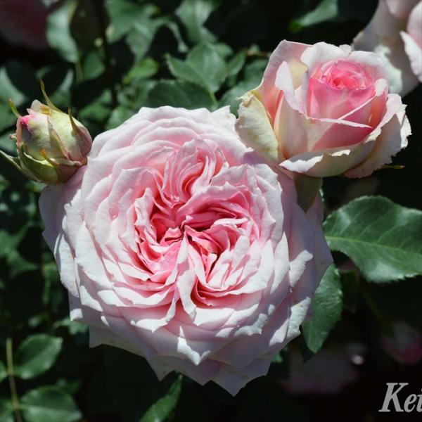 予約販売 バラ 苗 新苗 京成バラ園芸 春乃（はるの） 登録品種 薔薇