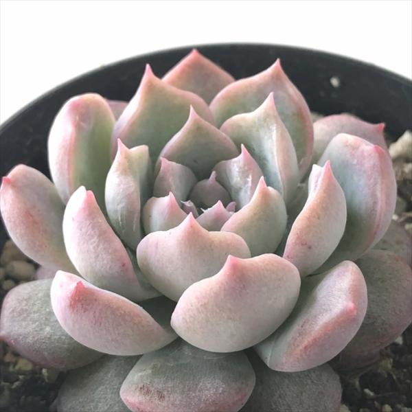 多肉植物 skエケベリア サンチェスタコ 多肉植物 エケベリア 7.5cmポット