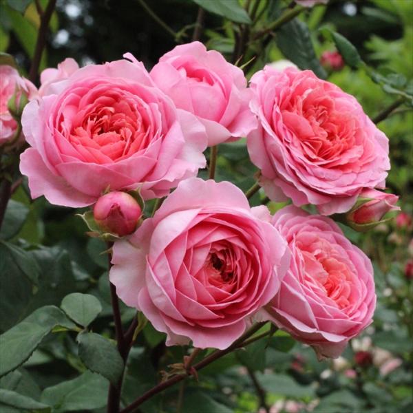 予約販売 バラ苗 バラ新苗 アマディーン・シャネル 薔薇 ばら 送料