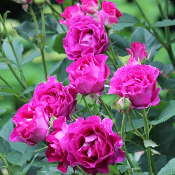 予約販売 バラ 苗 新苗 ギヨー モン・プレジール 薔薇 ばら 送料無料