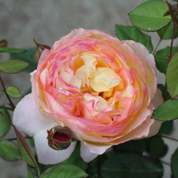 薔薇　バラ苗　入手困難　接木　新苗　CHARLOTTE PERR**** バラクーダ バラ苗 接木新苗 4号ポット 薔薇 苗 入手困難 ラスト1苗