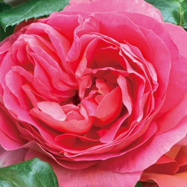 予約販売 バラ 苗 新苗 禅ローズ メルガーデン 薔薇 ばら 送料無料