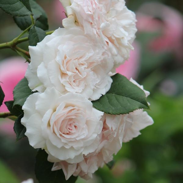 flower-net_z221215033