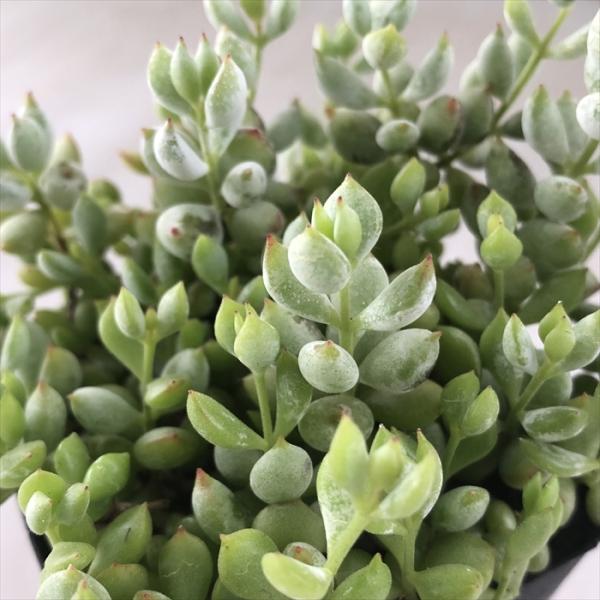 ペンデンス　抜き苗① 数量限定の新商品（抜き苗）普通苗20251030 – Top Succulent®