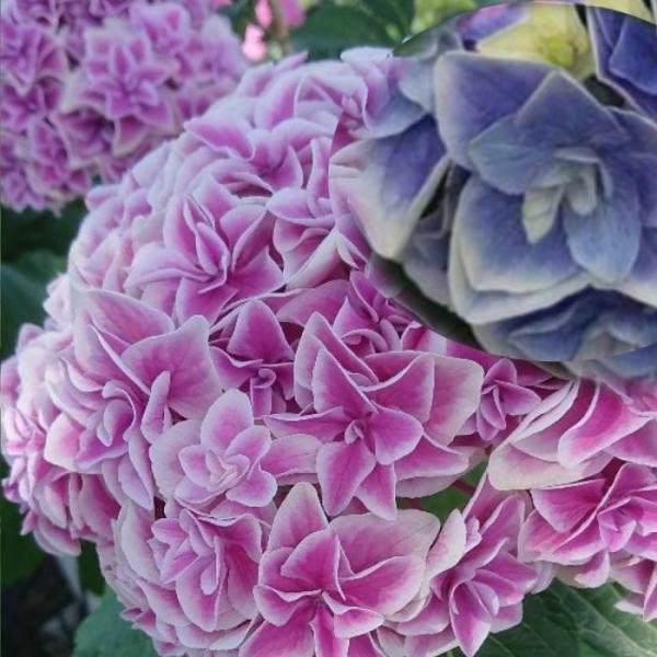 紫陽花 苗　旭日昇天　超超特大　来年用 日本花キ流通 アジサイ 旭日昇天 5号鉢 大苗 花苗 苗木 あじさい