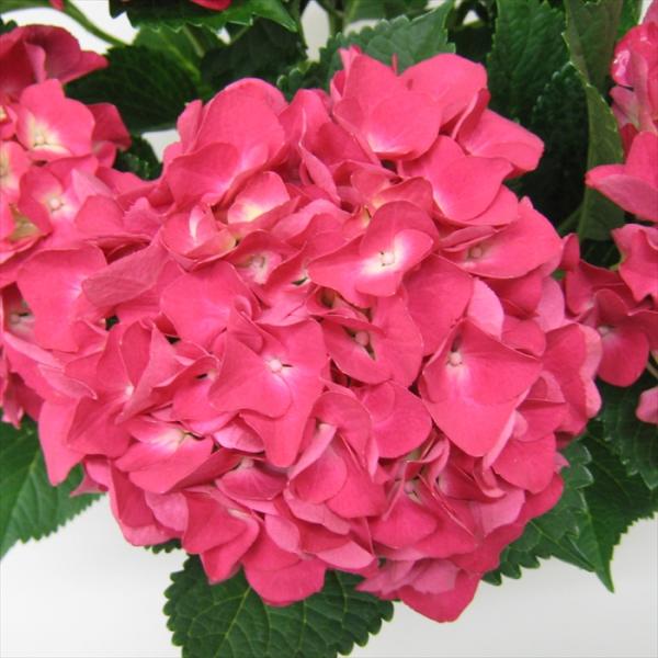 flower-net_z230121007