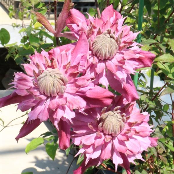 flower-net_z230131101