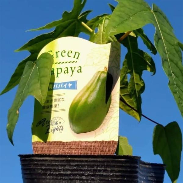 ■特徴青パパイヤの楽しみ方は色々！ 露地栽培での野菜収穫や、コンテナ栽培で大型観葉植物を育てるような楽しみ方もあります。 また近年青パパイヤの持つ酵素成分「パパイン酵素」が生活習慣病やダイエットに効果が期待できるとして注目を集めています。 ...