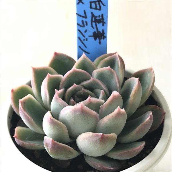 多肉植物…エケベリア♬*°レア苗！洋紅蓮華♡花芽付き♡匿名配送 エケベリアの花芽特集】原種・交配種の魅力と育成ポイント - 多肉植物