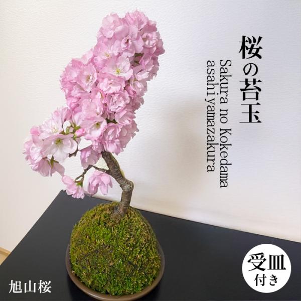 ■商品説明お部屋でお花見をしてみませんか？ 桜の苔玉受け皿付になります。 今年の春はみんなを呼んでお家で花見! ■サイズ高さ約25ｃｍ〜30cm ■日当たり日当たりの良い場所を好みます。 ■水やりバケツなどの容器に浸けてください。 ■その他...