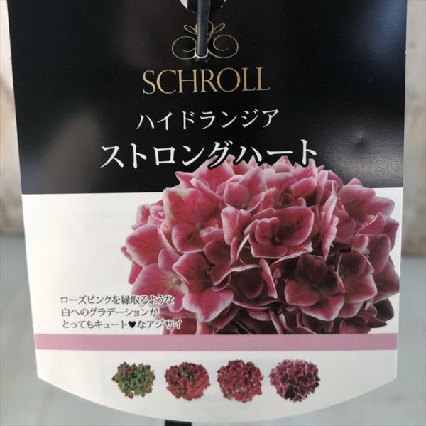 そ様　ピンク青紫黄色4つ⭕️3月1日まで ゼクス「ドリームステージ!!」新カード紹介「“純蒼誓姫”ニュー