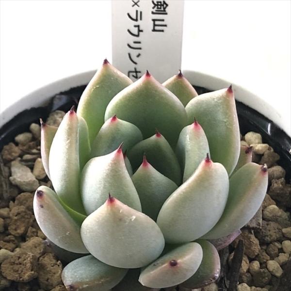 flower-net_z230319005