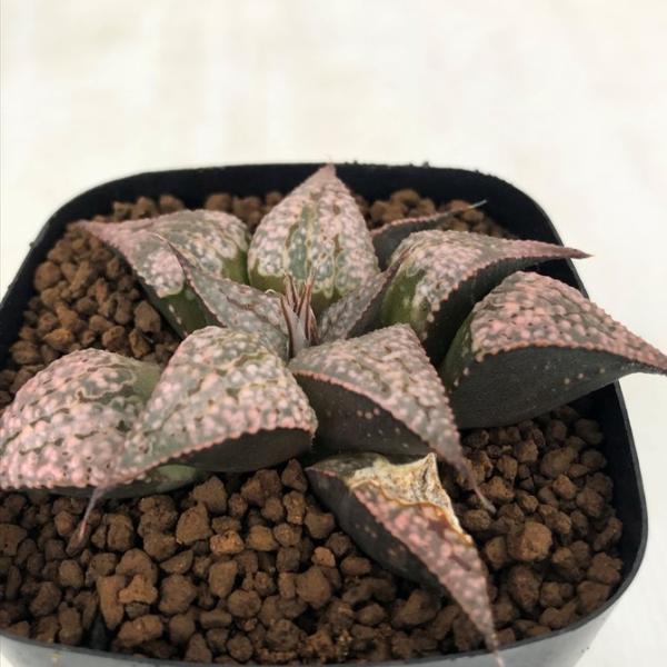 多肉植物 niハオルチア MAM(白銀ピクタ×紫金城)×Bパルテノン 多肉植物 niハオルチア MAM(白銀ピクタ×紫金城)×Bパルテノン