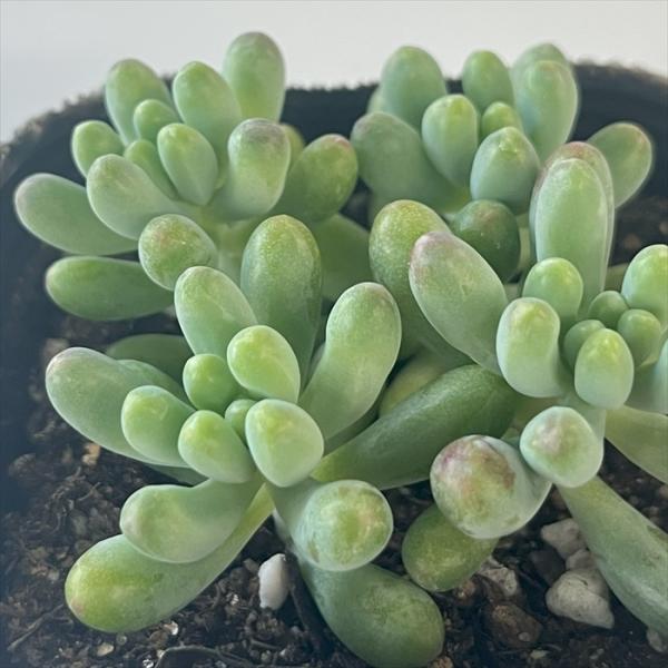 日本花キ流通 多肉植物 seセダム 乙女心 セダム 9cmポット 日本花キ流通 多肉植物 seセダム 乙女心 セダム 9cmポット