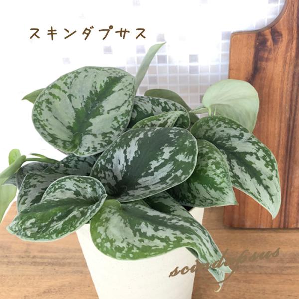 はす様　スキンダプサス　パドジャジャラン　宅急便コンパクト scindapsus prabu 【公式通販】