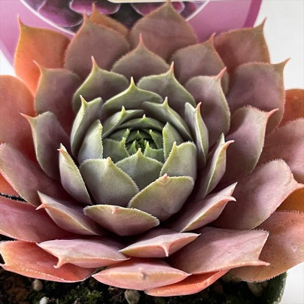 センペルビウム ★Plum Pie★根付き♪ センペルビウム ☆Plum Pie☆根付き♪ センペルビウム ☆Plum Pie