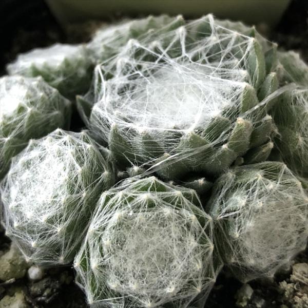 flower-net_z230406014