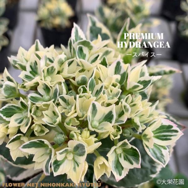 予約販売 アジサイ カラフルランジア スパイス 10.5cmポット 斑入り