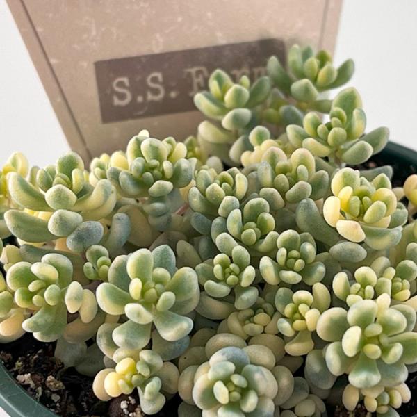 多肉植物 seセダム アイシクルミント S.S.Farmさんの苗 セダム